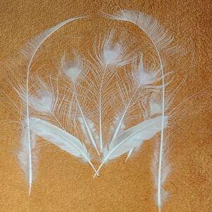 PEACOCK White Feathers